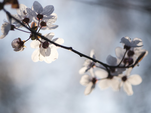 Spring Blackthorn blossom